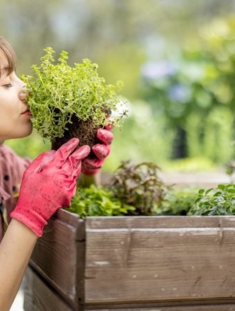 Why More People Are Growing Herbs Instead of Buying Them