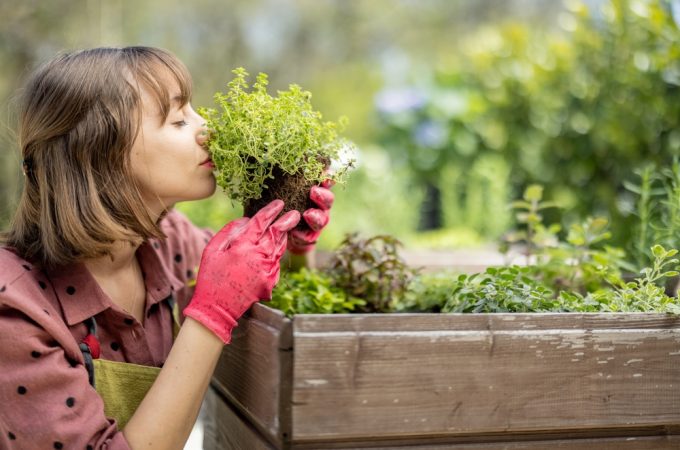 Why More People Are Growing Herbs Instead of Buying Them