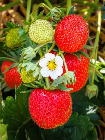 8 Fruits You Should Never Plant Too Close Together