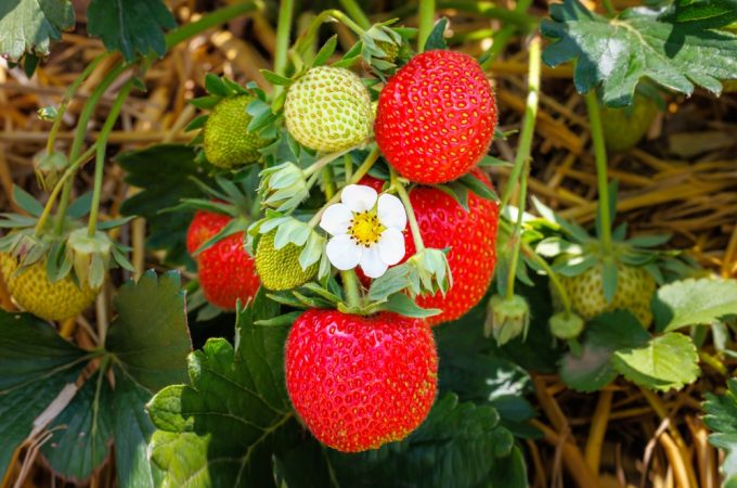 8 Fruits You Should Never Plant Too Close Together