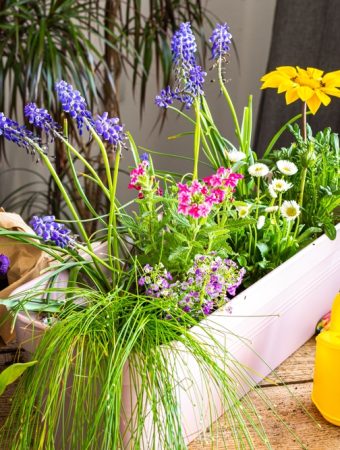 Why Container Gardening Is Booming Among Apartment Renters