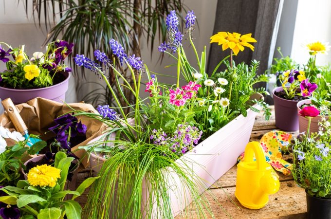 Why Container Gardening Is Booming Among Apartment Renters