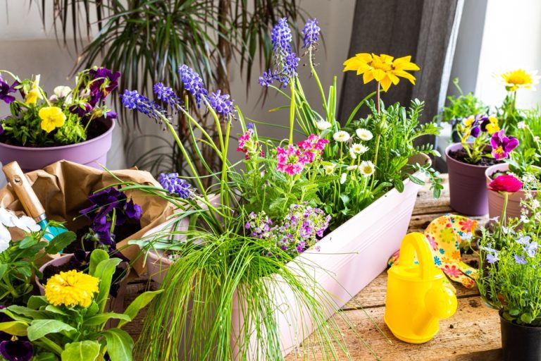 Why Container Gardening Is Booming Among Apartment Renters