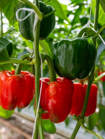 8 Crops That Keep Producing All Summer Long