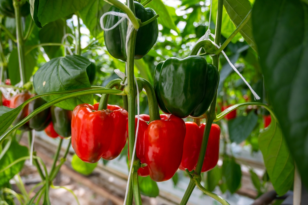 8 Crops That Keep Producing All Summer Long