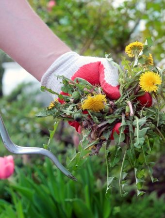 10 Gardening Mistakes That Make Yards Look Cheap