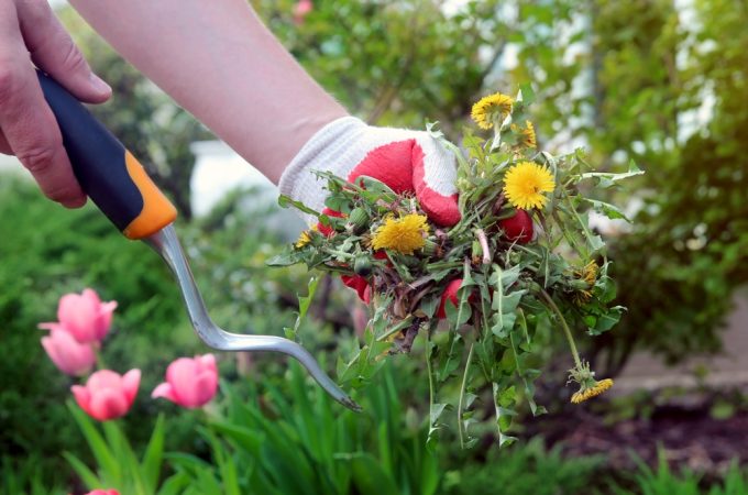 10 Gardening Mistakes That Make Yards Look Cheap