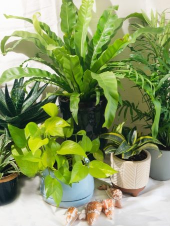 8 Low-Maintenance Plants That Still Look Impressive