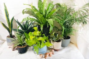 8 Plants That Practically Take Care of Themselves