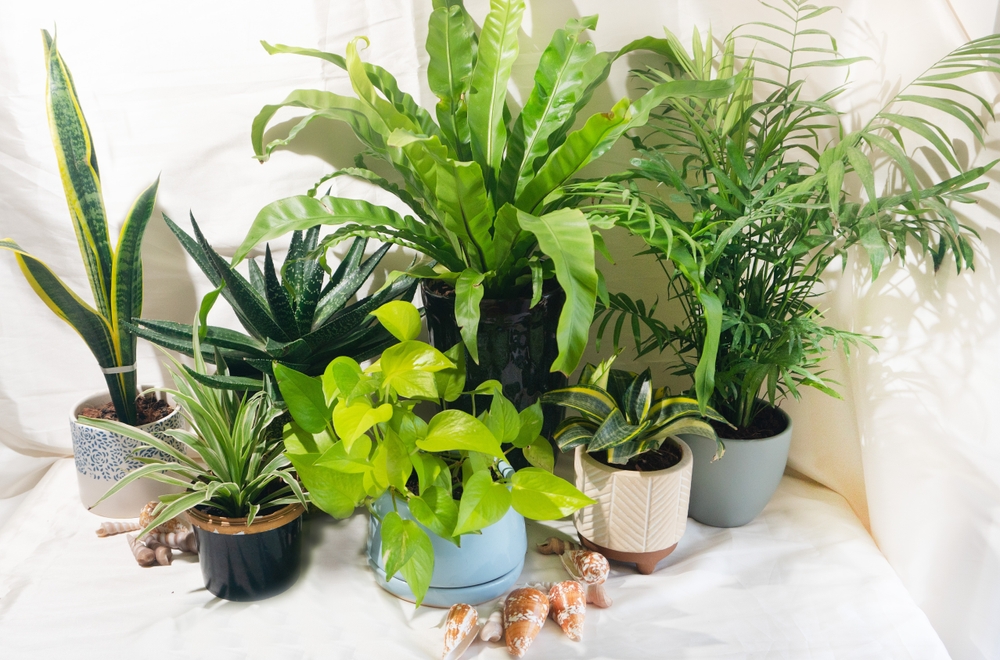 8 Plants That Practically Take Care of Themselves