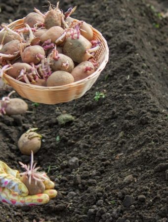 Why More Families Are Growing “Survival Crops” Again