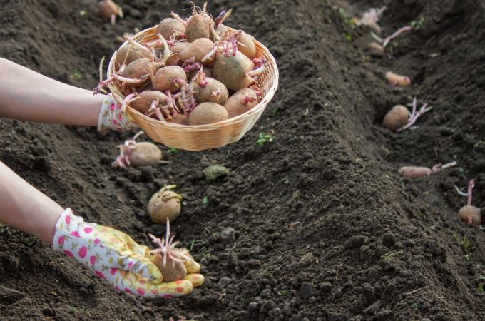 Why More Families Are Growing “Survival Crops” Again