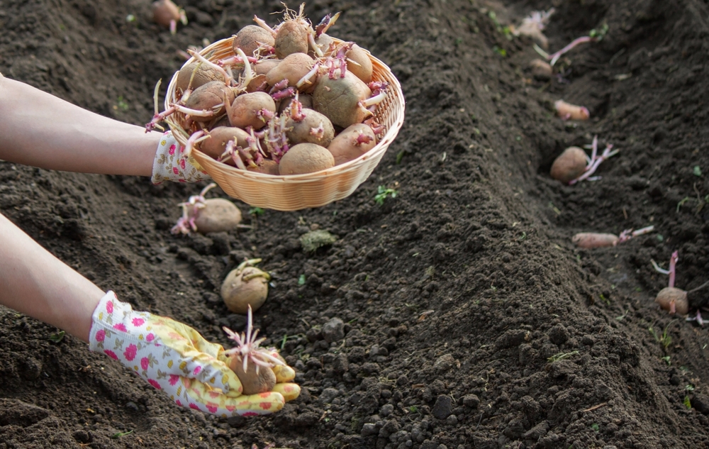 Why More Families Are Growing “Survival Crops” Again