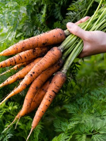 10 Vegetables You Can Still Plant This Summer for a Fall Harvest