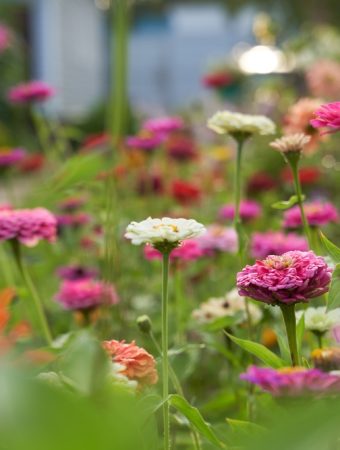 8 Heat-Tolerant Flowers That Bloom All Summer Long