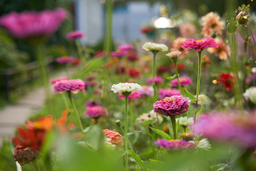 8 Heat-Tolerant Flowers That Bloom All Summer Long