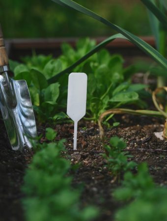 The Vegetable Gardening Trick That Works Surprisingly Well During Droughts