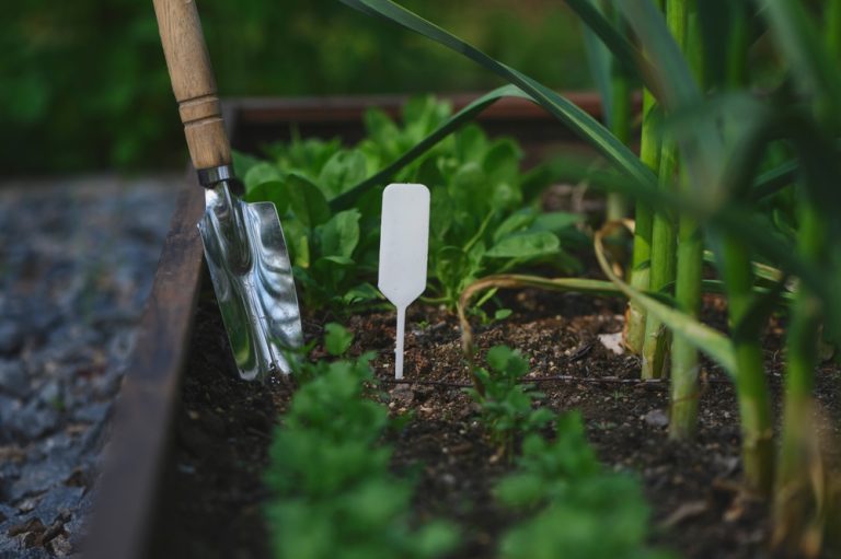 The Vegetable Gardening Trick That Works Surprisingly Well During Droughts