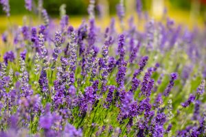 7 Plants That Help Pollinators Survive Extreme Heat