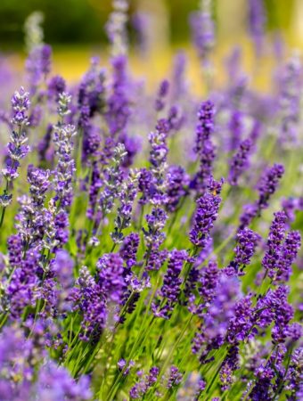 7 Plants That Help Pollinators Survive Extreme Heat