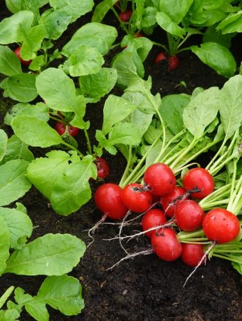 10 Easy Vegetables for People Who Think They Kill Every Plant