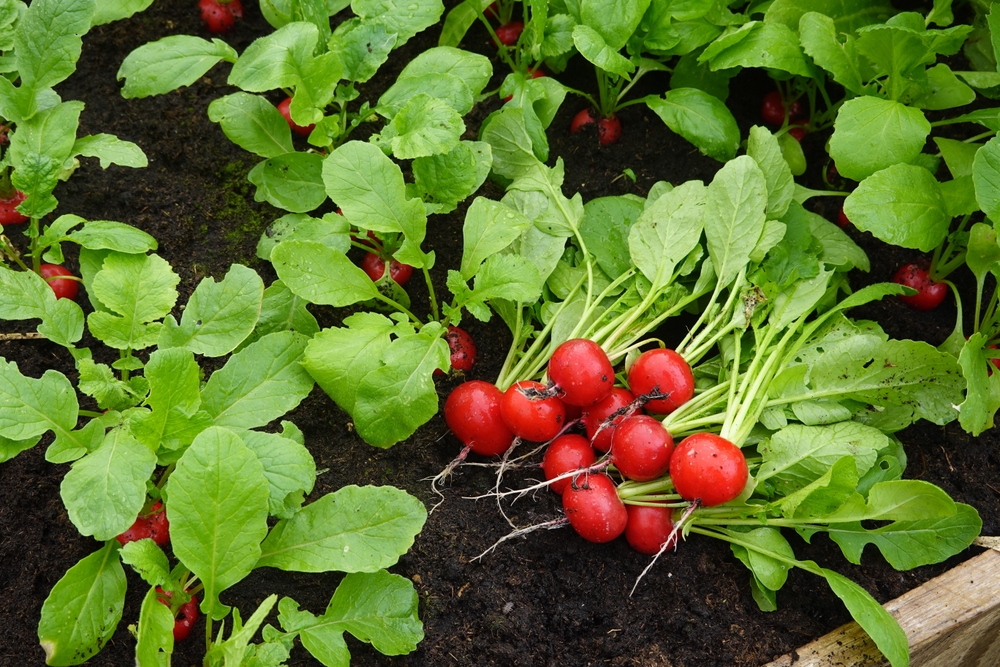 10 Easy Vegetables for People Who Think They Kill Every Plant