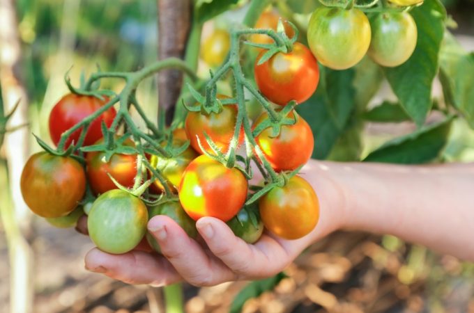 9 Vegetables That Produce the Most Food for the Least Money