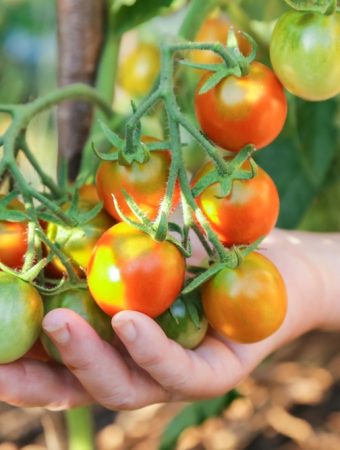 8 Vegetables That Grow Surprisingly Well in Containers