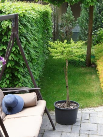 The Outdoor Living Trend That’s Quietly Replacing Formal Landscaping