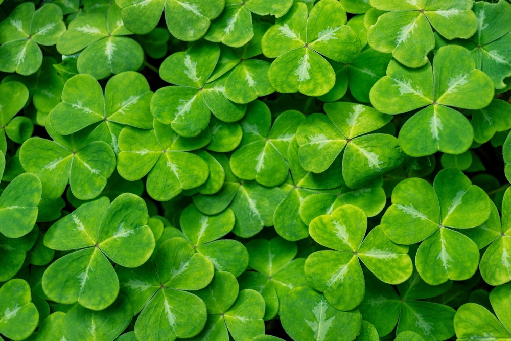The No-Mow Gardening Trend Saving Homeowners Time and Money