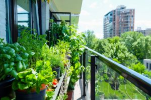 Why More People Are Turning Balconies Into Mini Food Farms