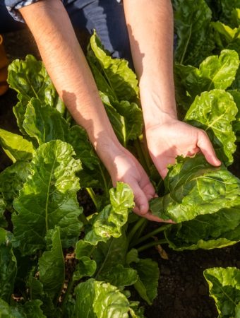 9 Vegetables That Grow Better Than Expected in Small Spaces