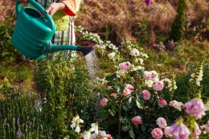 Why Heat-Tolerant Gardening Is Becoming Essential Across the U.S.