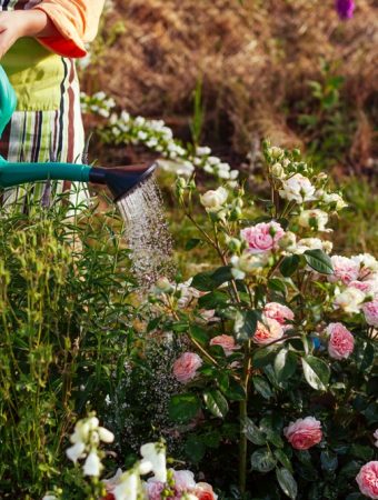 Why Heat-Tolerant Gardening Is Becoming Essential Across the U.S.
