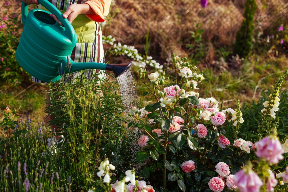 Why Heat-Tolerant Gardening Is Becoming Essential Across the U.S.