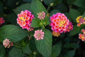 8 Flowers That Keep Blooming Through the Worst Summer Heat