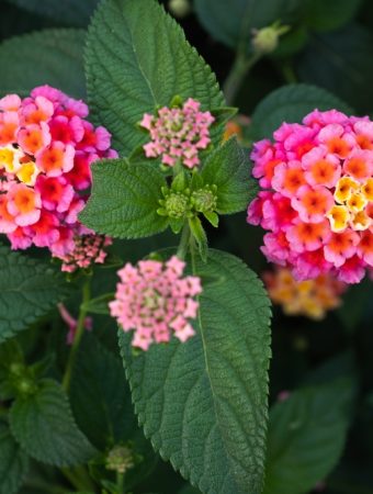 8 Flowers That Keep Blooming Through the Worst Summer Heat
