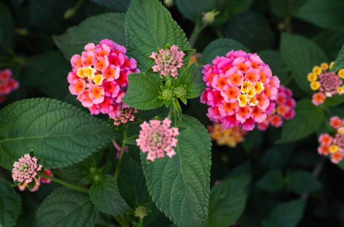 8 Flowers That Keep Blooming Through the Worst Summer Heat