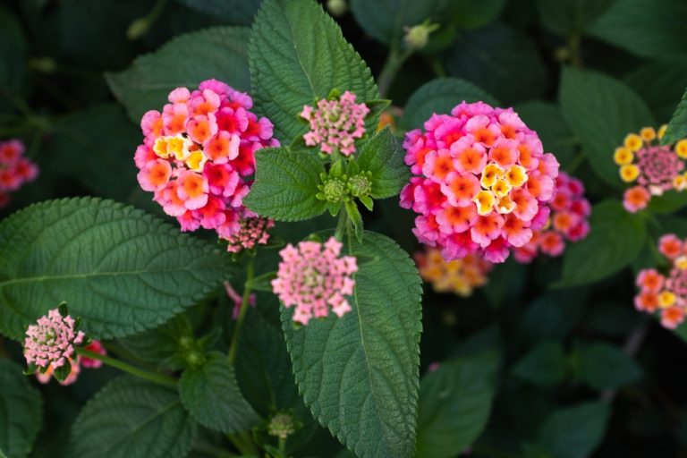8 Flowers That Keep Blooming Through the Worst Summer Heat