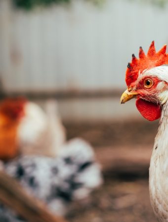 Why Backyard Chickens and Gardening Are Becoming the Ultimate Frugal Combo