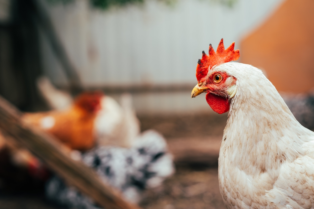 Why Backyard Chickens and Gardening Are Becoming the Ultimate Frugal Combo