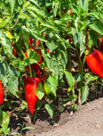 10 Vegetables That Actually Thrive During Brutal Heat Waves