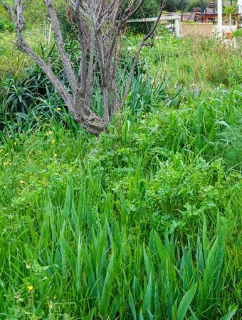 Why More Americans Are Creating “No-Mow” Yards