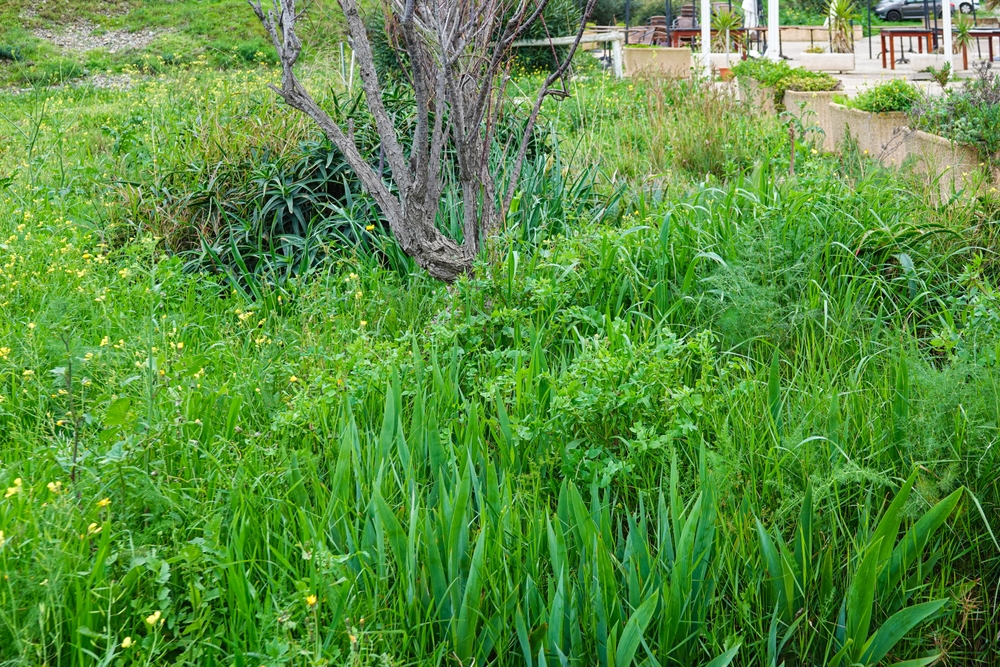 Why More Americans Are Creating “No-Mow” Yards