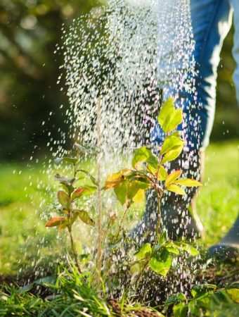 The Backyard Gardening Rule That Could Save You Hundreds on Water Bills