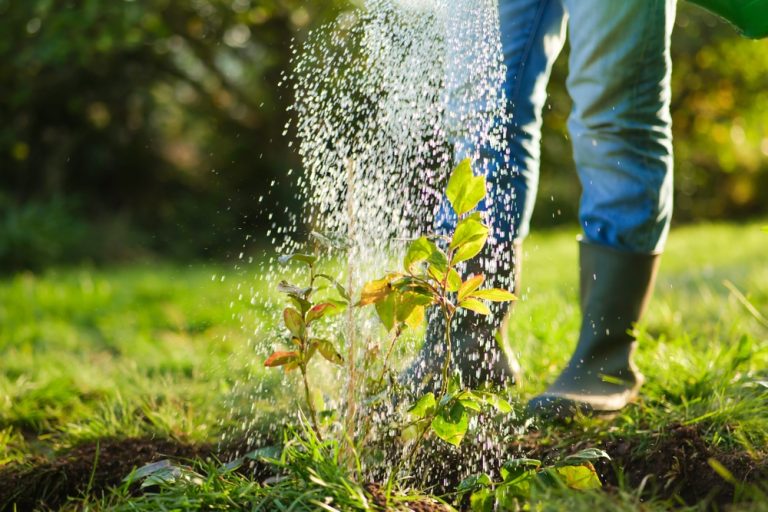 The Backyard Gardening Rule That Could Save You Hundreds on Water Bills
