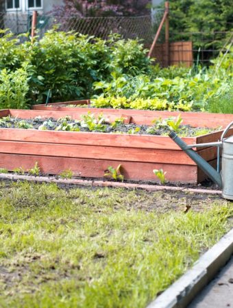How to Keep Your Garden Alive During Vacation Season