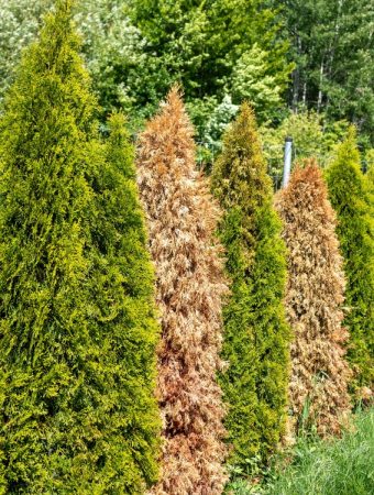 8 Plants That Can Help Block Nosy Neighbors Naturally
