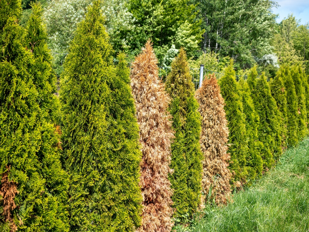 8 Plants That Can Help Block Nosy Neighbors Naturally