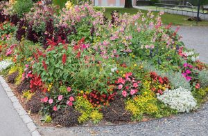 10 Plants That Can Survive Brutal Southern Summers